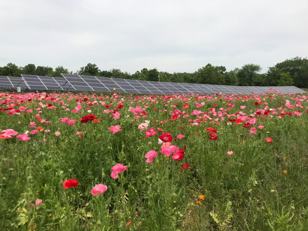 Poppy field growing alongside a solar panel field