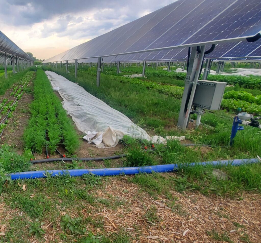 agrivolatics, agrisolar, solar panels and sustainable agriculture simultaneous enable energy and production and food growth. 