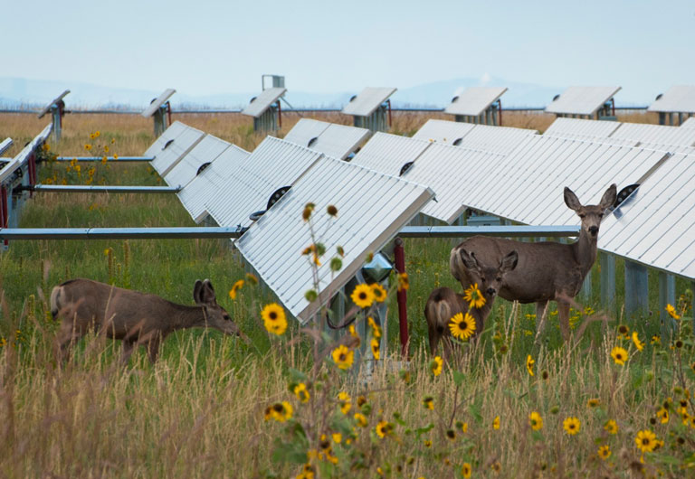 Solar panels, deer and sunflowers