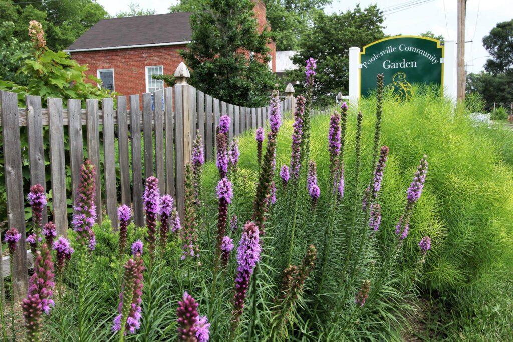 Plants and flowers growing at the Poolesville Community Garden